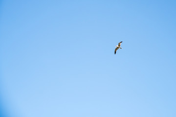 Seagull Bird in Abu Dhabi flying high against blue sky
