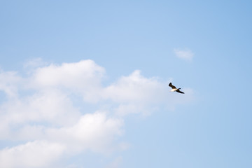 Seagull Bird in Abu Dhabi flying high against blue sky