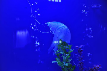 jellyfish