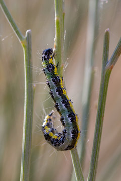 Pieris brassicae. Caterpillar in its natural environment.
