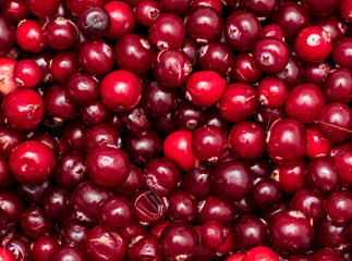 Red cranberry berries as a background