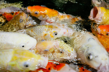 Fototapeta na wymiar Multicolored fish carp on the water surface