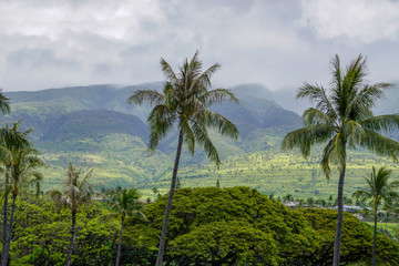 Fototapeta na wymiar Lush landscape in Maui - Hawaii