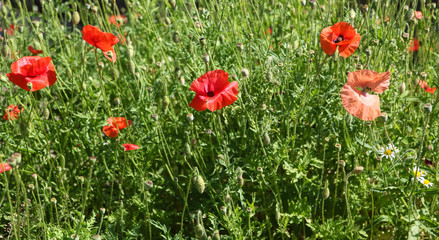 Fototapeta na wymiar Bright flowers of wild poppies on a sunny day