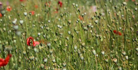 Poppy box on colorful background in the garden.