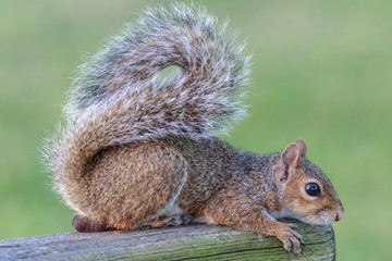 Wild Squirrel Poses for the Camera in Florida