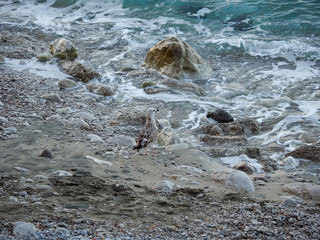 Seagull hiding on a beach