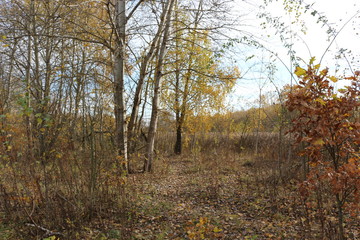  Autumn forest is beautiful in golden foliage