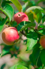 Fresh red apples on a tree. Summer fruit. Apples in the garden. Organic apple. Bright red organic apples on a tree branch.