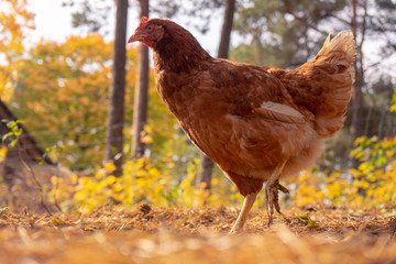 Ecological farming. Free range egg production. Happy chicken in a wild nature with a soft yellow...