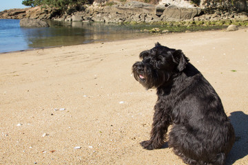 dog on the beach