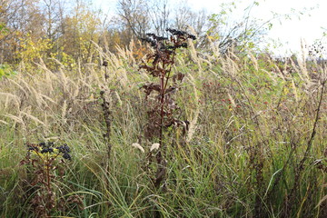  Black elderberry grows in a meadow