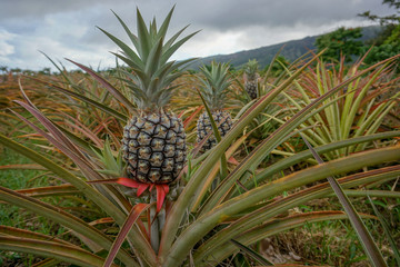 Pineapple plantation in Maui - Hawaii
