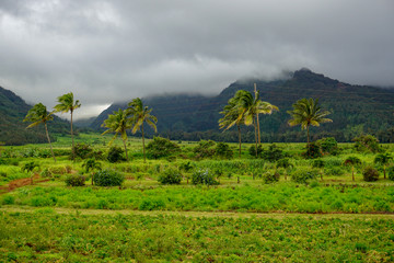Fototapeta na wymiar Lush Hawaiian lanscape - Maui