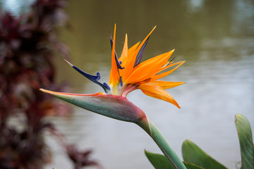bird of paradise flower - Maui Hawaii