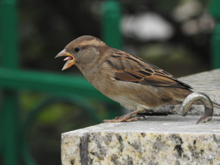 Young female sparrow sticking tongue out