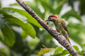 Ave Brasileira - O Brasil possui uma grande diversidade de aves que são encontradas tanto nas florestas quanto nas cidades.