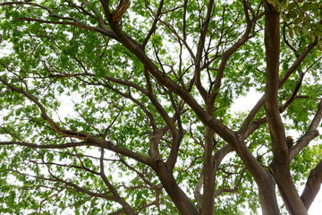 Under the big tree/shade of the big tree