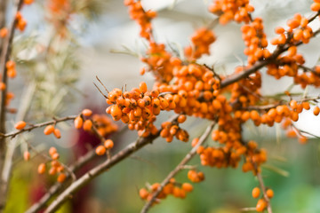 orange Sea buckthorn in the floral summer garden