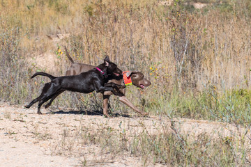 Jagdhunde bei Treibjagd