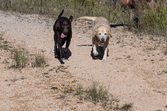 Brauner und heller Labrador