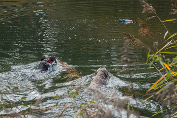 Hunde schwimmen um Wette 