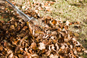 Clean fork yellow autumn foliage in forest