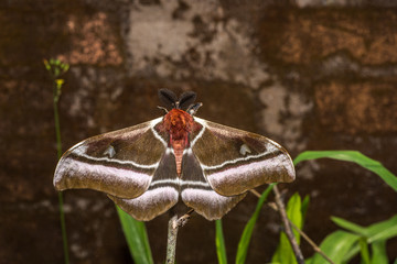 Giant Madagascar emperor moth
