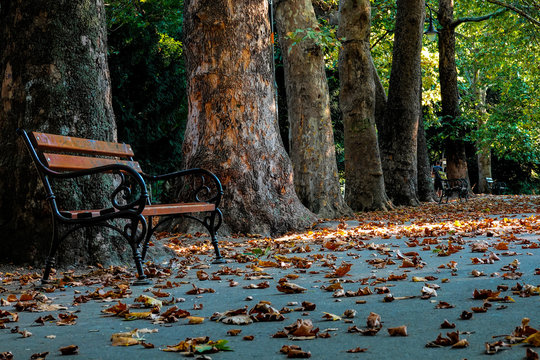 An empty bench against the backdrop of thick tree trunks.