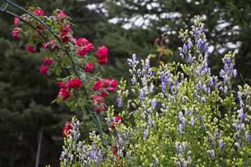 Roses and purple flowers in the garden
