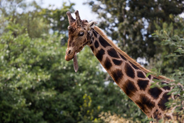 Giraffe showing his tongue