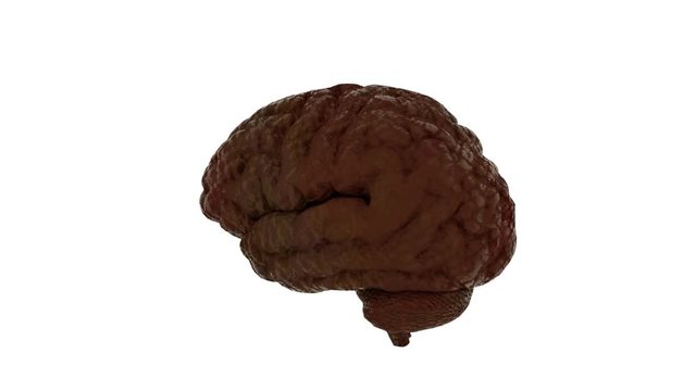 Realistic human brain rotating on white background. Loopable animation. Contains alpha channel