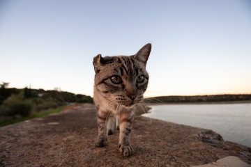 Obraz premium Portrait of a nice cat at sunset in the natural park of Cornalvo. Merida, Extremadura, Spain.