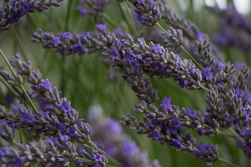 Fiori di lavanda