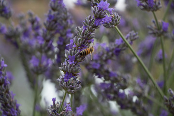 Ape e lavanda viola
