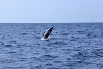 Obraz premium ザトウクジラ