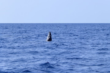 Fototapeta premium スパイホップするザトウクジラ