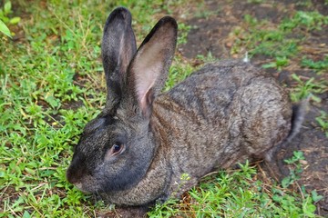 Pets. Hare. Gray rabbit on green grass.