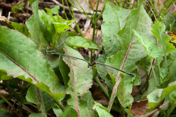 交尾するイトトンボ