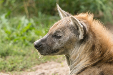 Hyena speckled outdoors.