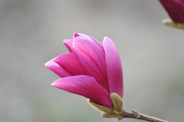 Magnolia flower blooming