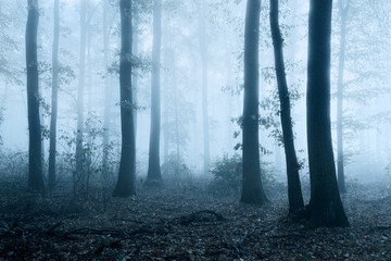 Foggy Haunted Forest, Spooky Mystic Atmosphere