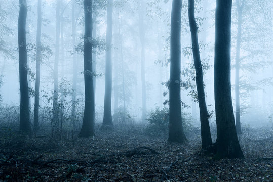 Fototapeta Foggy Haunted Forest, Spooky Mystic Atmosphere