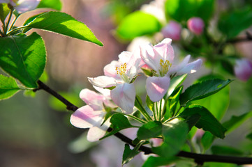 Chinese flowering crab-apple blooming
