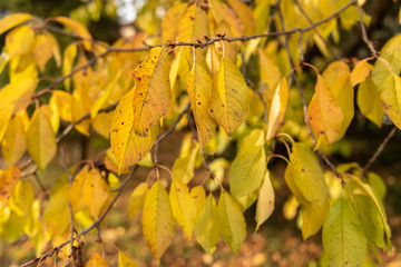 herbstlich gellb gefärbte Blätter