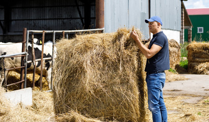 Farmer is working and looks at hay feedon cow farm