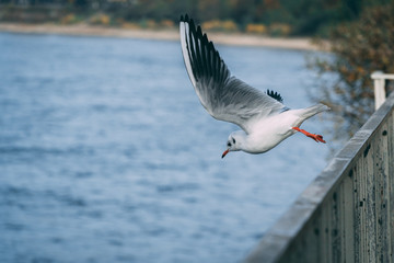 Gull starts flying