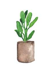 Hand painted watercolor graphic design element. Succulent plant.