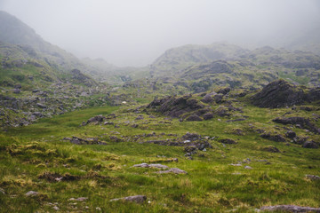 Fototapeta na wymiar Sheeps on highland area near of mount Carrauntoohil. At morning