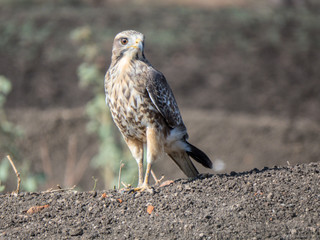Red tail Hawk